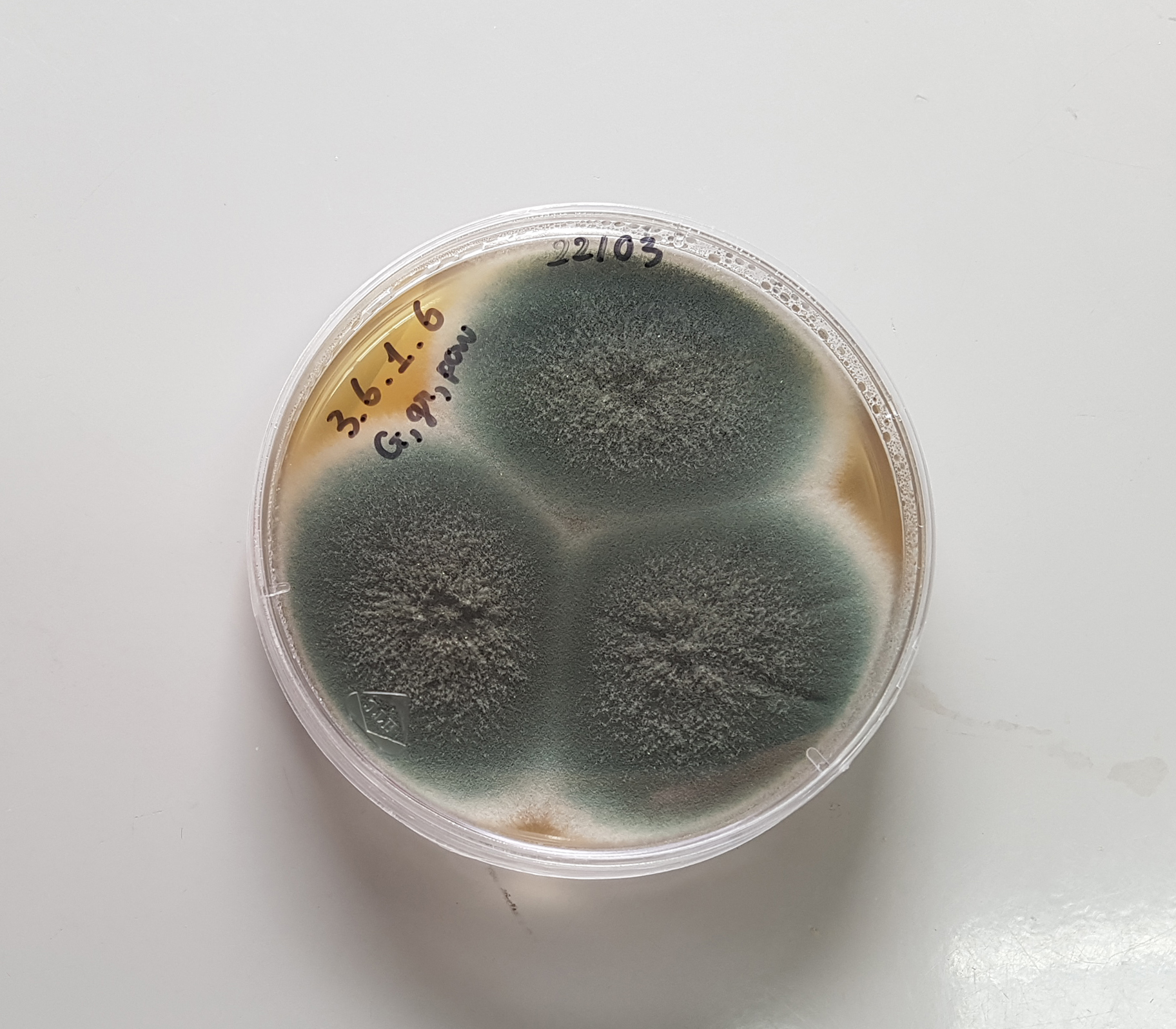 An Aspergillus fumigatus sample, one of the fungus species named of greatest concern by the WHO. 