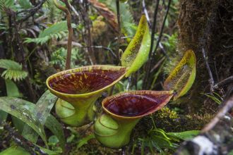 The tropical pitcher plant Nepenthes lowii