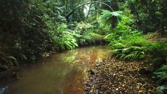 Rainforest creek in tropical Australia