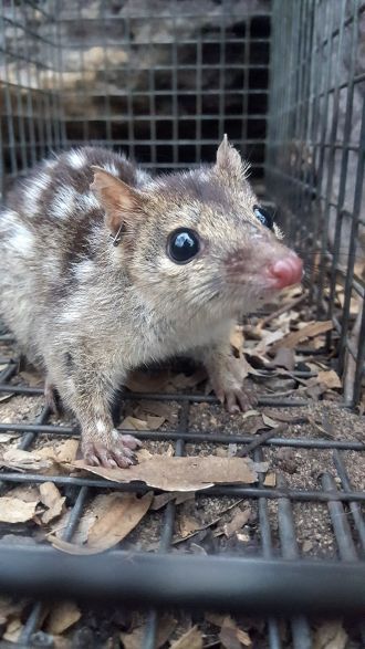 Northern quoll 
