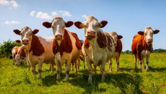 A Curtin University study has revealed breeding less-flatulent cows and restoring agricultural land could significantly reduce rising methane emission levels, which play a considerable role in climate change.