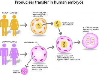 Mitochondrial donation - Pronuclear transfer infographic