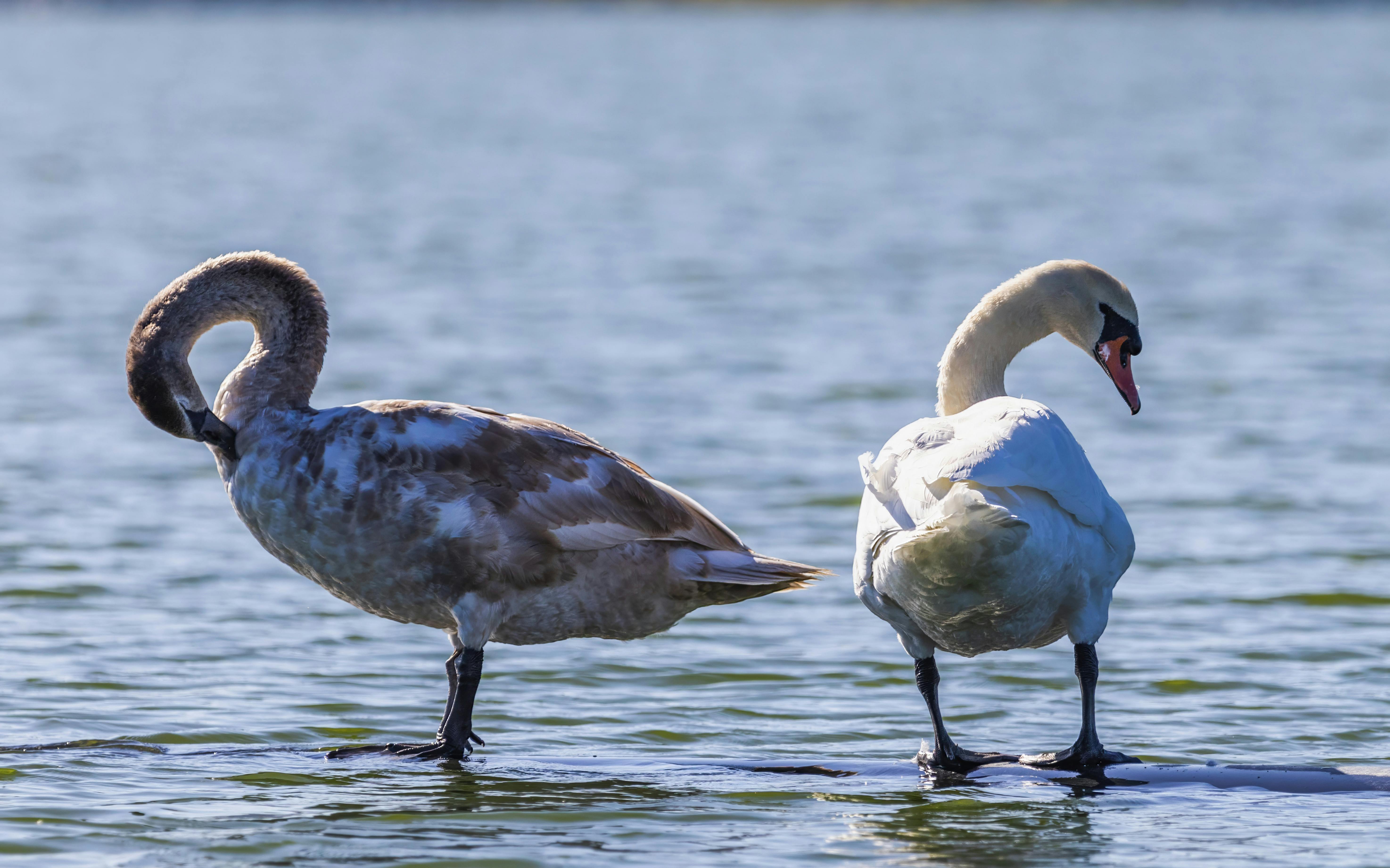 Photo by Robert So via Pexels