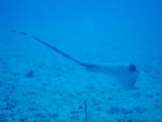 Fiji maskray 1