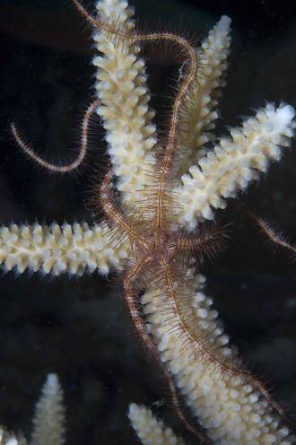 Ophiothrix purpurea