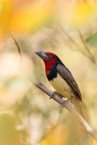Black-collared Barbet (Lybius torquatus), Botswana
