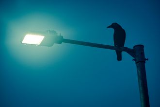 Birds around the world are singing for nearly an hour longer on average due to light pollution, a global study finds. Researchers analysed millions of birdsong recordings, including some from Australia and New Zealand, covering more than 500 bird species that are active during daytime. They found that light pollution had a greater impact on birds with bigger eyes and those with open nests, as well as migratory birds and those with larger geographical ranges. Such birds were more likely to sing later into the evenings and earlier in the mornings as a result of light pollution.
