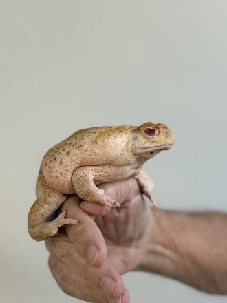 Large albino toad in hand