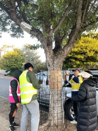 Street tree testing