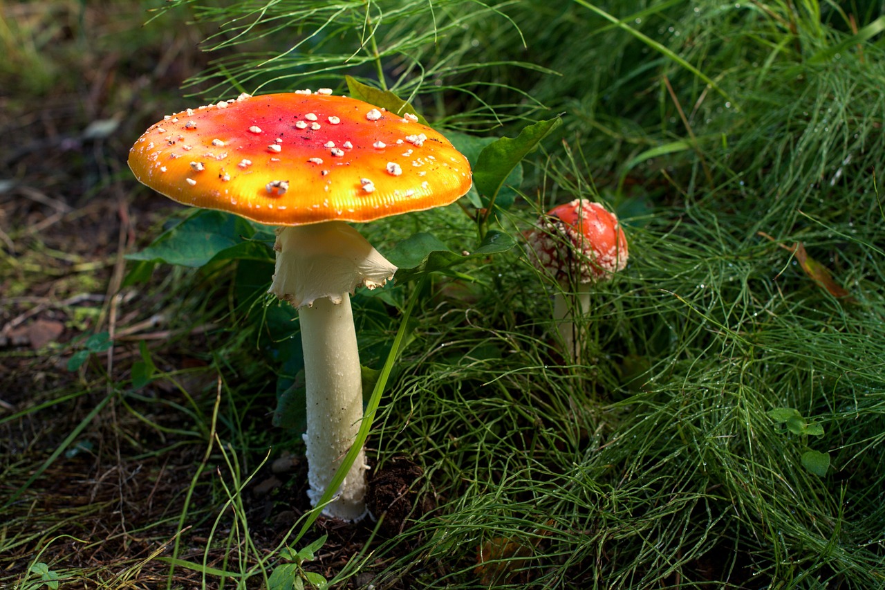 CC-0. https://pixabay.com/photos/mushroom-alaska-anchorage-red-4010378/