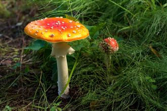 Magic (psilocybin) mushrooms are legal under regulated conditions in Oregon and Colorado in the USA, but several unregulated products are marketed as magic mushroom edibles like gummies or chocolates, so US scientists decided to take a look to see what's in these products. They say previous research has suggested many of these edibles contain no psilocybin, instead containing muscimol from the mushroom species Amatina muscaria (the classic white spotted red mushrooms from Alice in Wonderland), synthetic tryptamines (another type of hallucinogen), or other adulterants. So, the team analysed 12 products, 11 gummies and one chocolate, from shops in Portland, Oregon. They found none of the tested edibles contained psilocybin, and seven of the 11 included ingredients not listed on the labels, including caffeine, kava, cannabis, and synthetic tryptamines. Four of the gummies contained no active ingredients at all. In 2024, there were 180 emergency cases, 73 hospitalisations, and three deaths linked to these products across the USA, suggesting there's an urgent need for better testing standards, stricter regulation, improved quality control, and state and federal enforcement, the experts conclude.