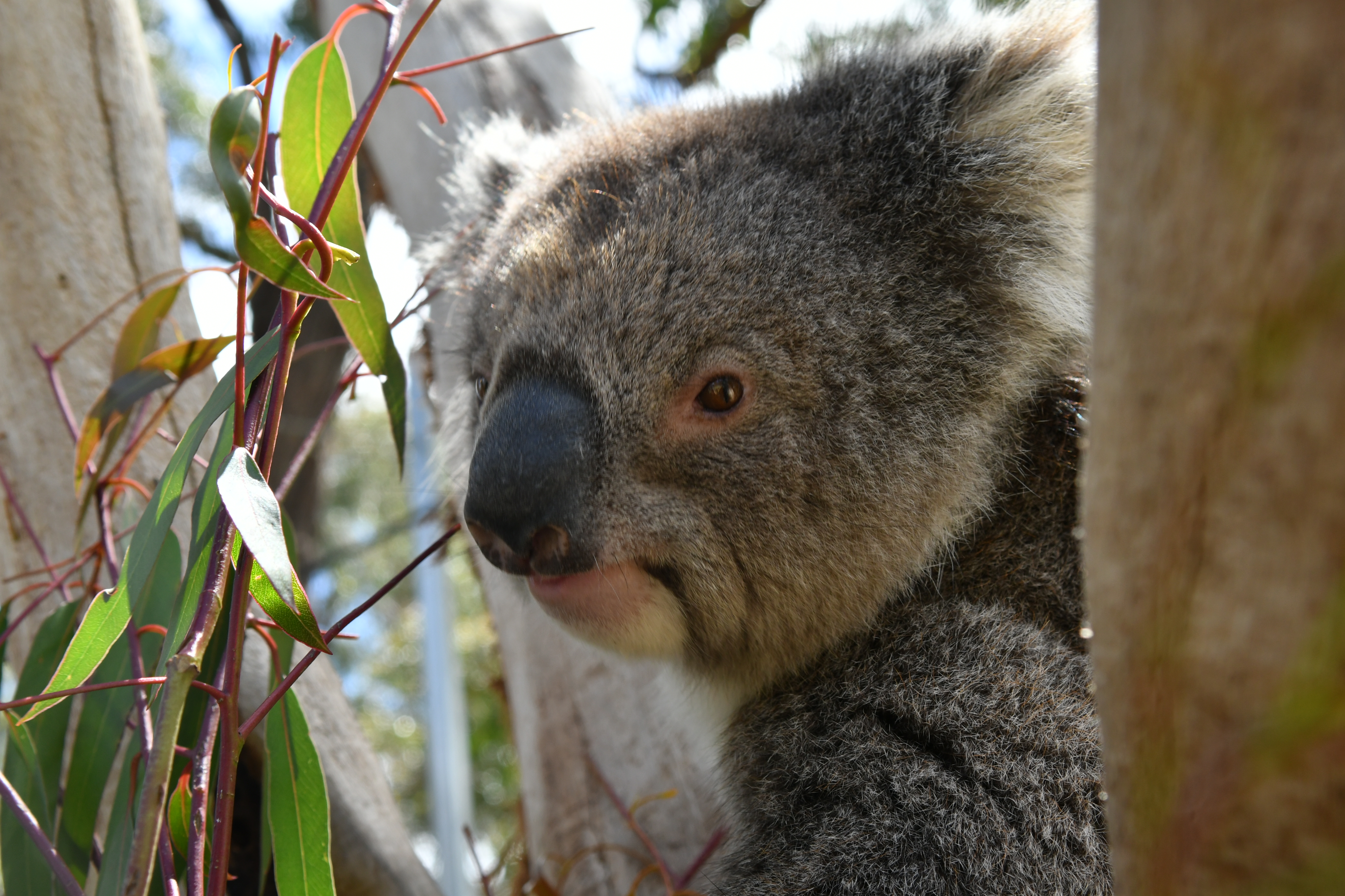 While the population has so far mostly resisted infectious diseases like chlamydia and koala retrovirus, its reduced genetic toolkit could leave it vulnerable to future outbreaks. Photo Flinders University.