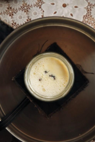 Four live forest ants in a warm jar of milk 