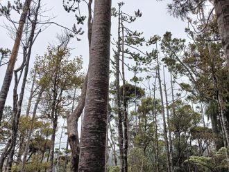 Kauri tree canopy