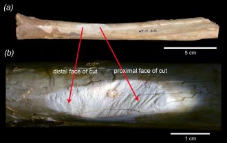 Fossilised bone of giant kangaroo showing incision