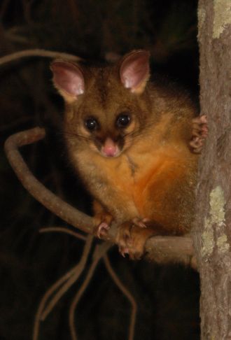 Common brushtail possum