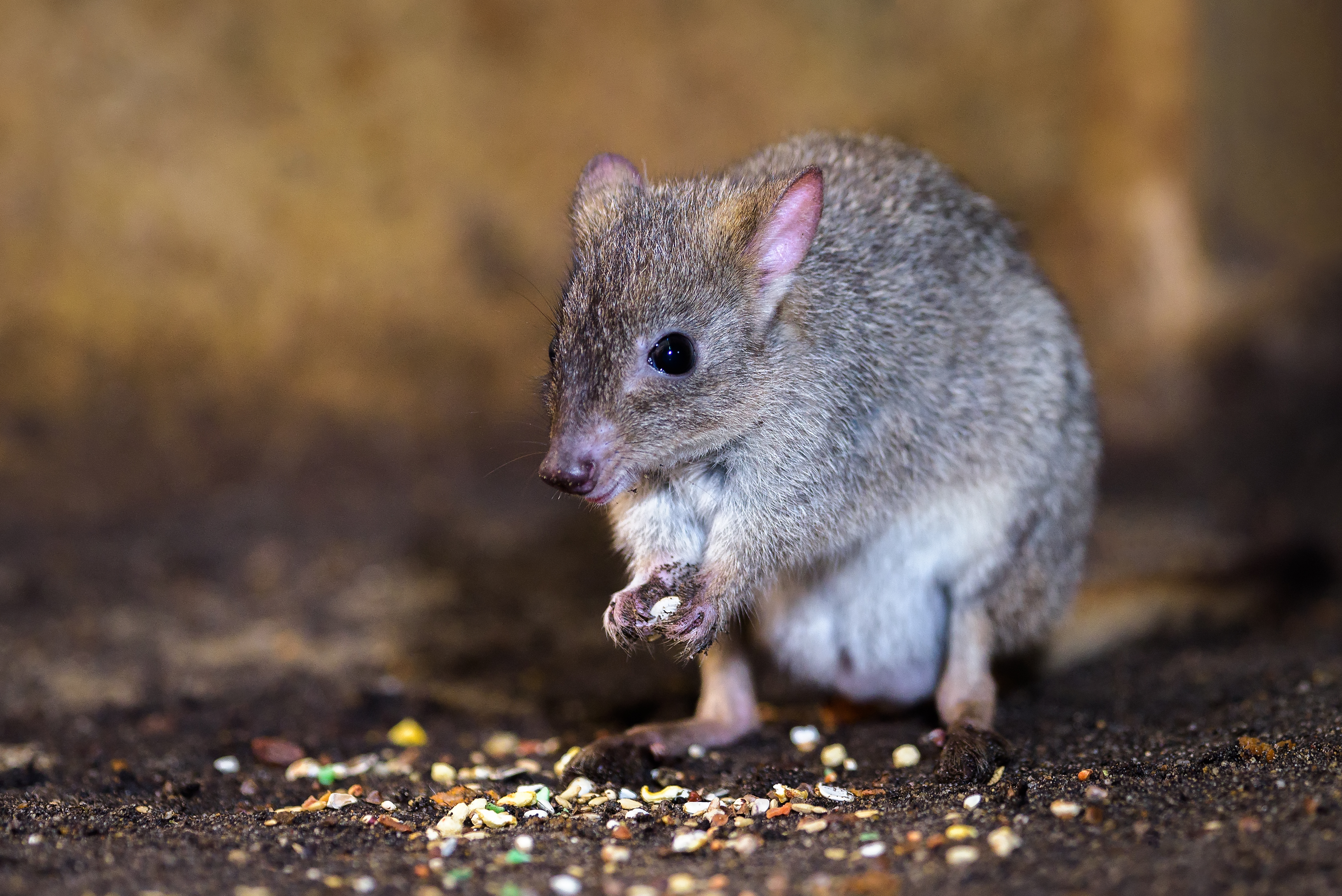 Woylie courtesy Klokánek králíkovitý published wikipedia by Petr Hamernik