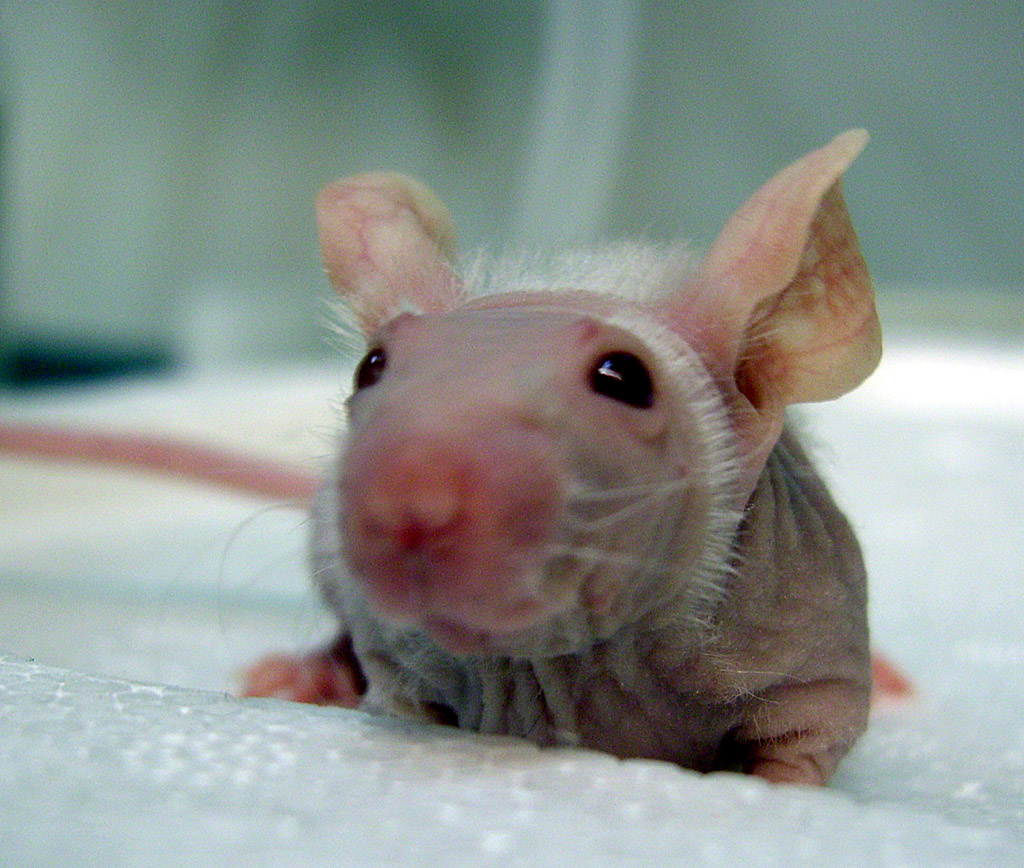 Photographer: Armin Kübelbeck, CC-BY-SA (https://creativecommons.org/licenses/by-sa/3.0/)