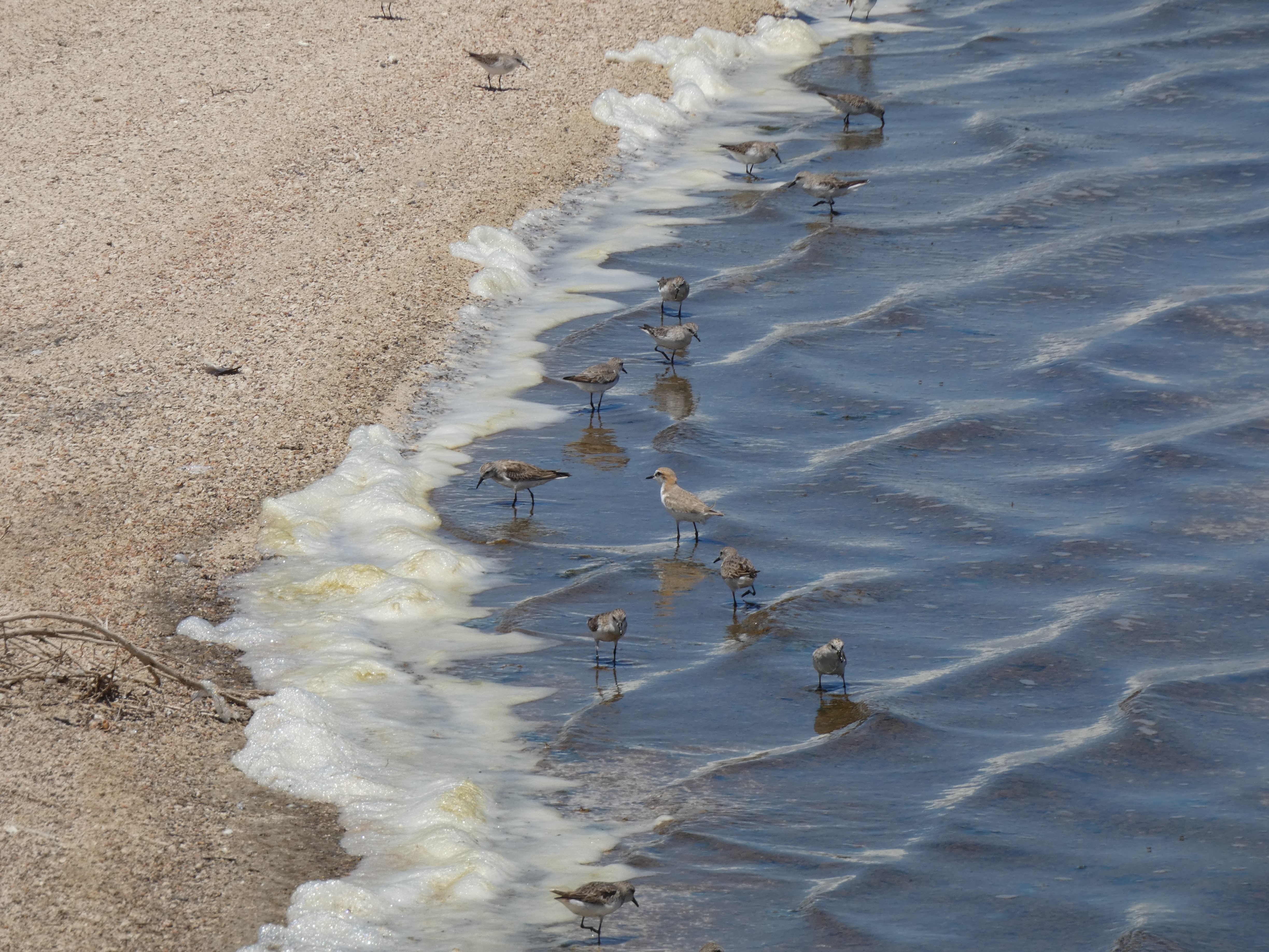 Flocks of small shorebirds, like sandpipers and plovers seen on Australian beaches today, were common at Naracoorte during the last ice age. Photo by Karl Lenser (Flinders University)