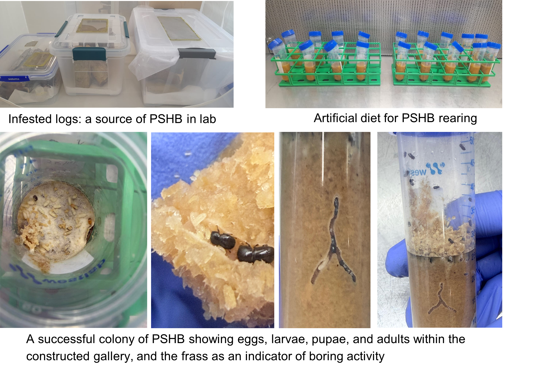 Murdoch University (Shahidul Khan)