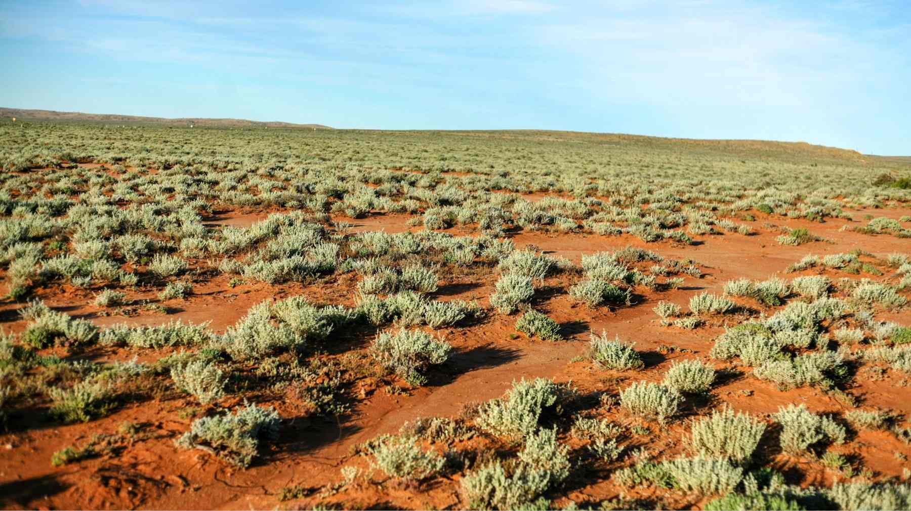 Saltbush in an arid landscape. Adobe stock image for display only, not to be republished.