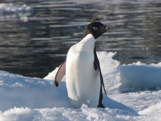 Adelie penguin