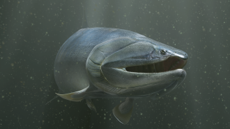 Megamastax amblyodus