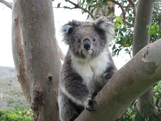 DesleyWhisson_Buffy1