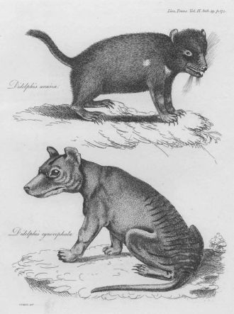 The earliest European drawing of a Tasmanian devil and a thylacine