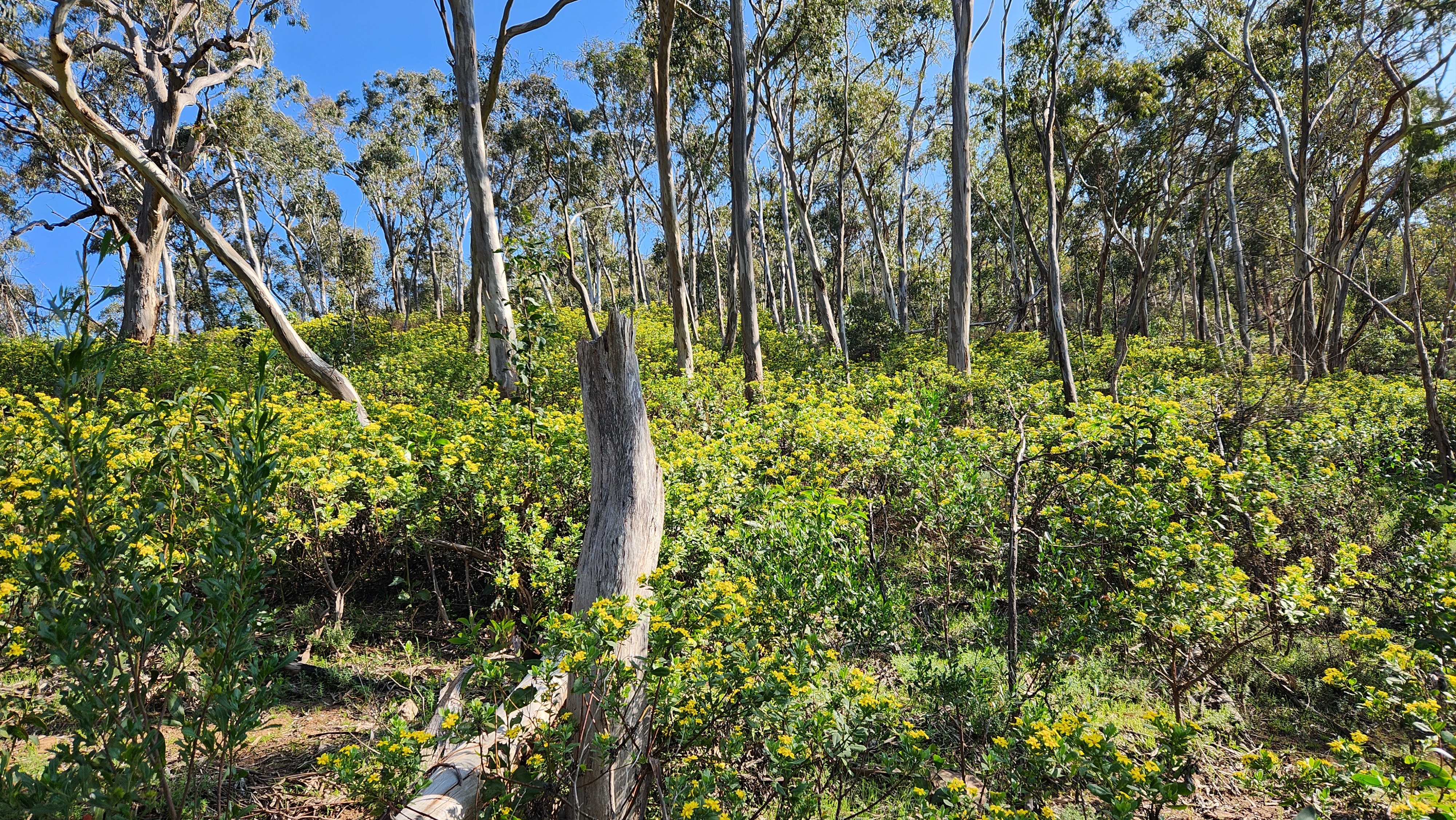 A site of heavy boneseed infestation at Morialta Conservation Park. Credit: Jess Klatt