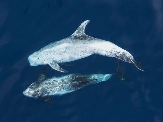 Risso's Dolphins
