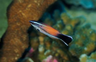 Labroides flammulatus, new species.