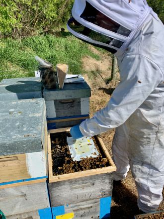 Norroa being placed in hive