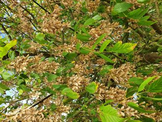 Box elder winged seeds 2