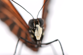  Heliconius erato with a large load of pollen grains on its proboscis