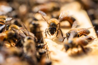 Bee Fieldwork, Yandina, Sunshine Coast