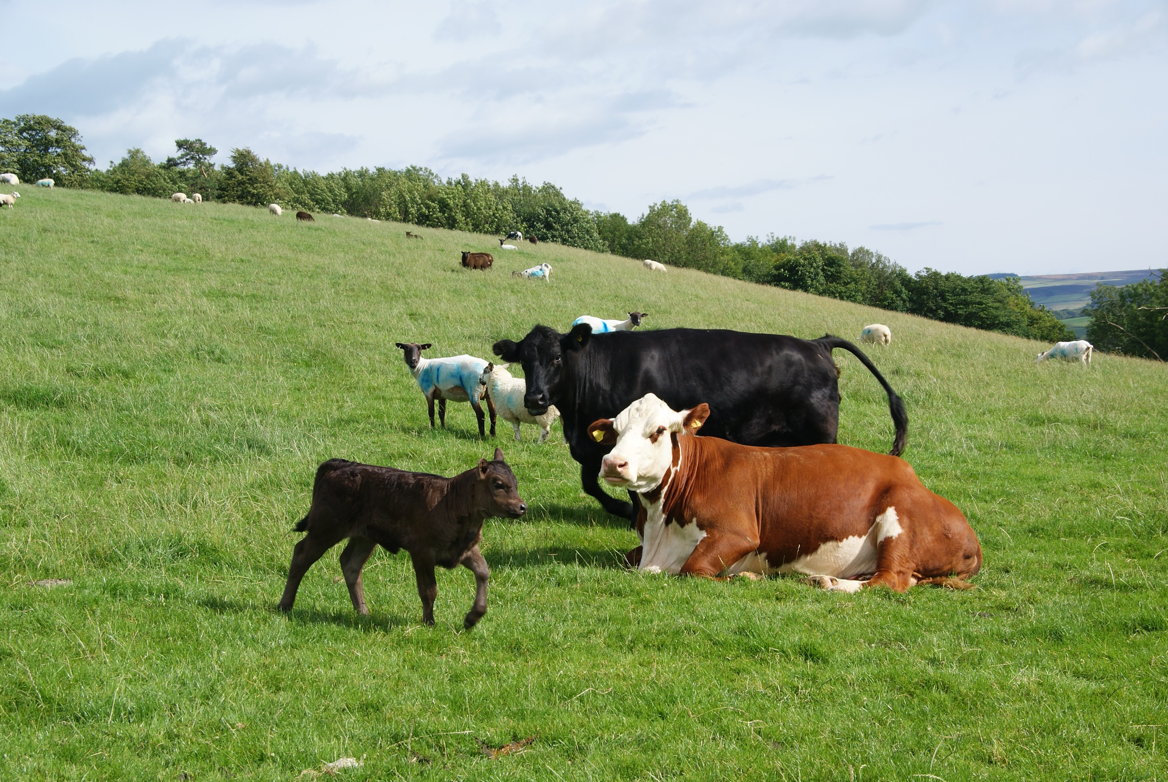 Cows and sheep together by Bill Boaden, CC BY-SA 2.0 <https://creativecommons.org/licenses/by-sa/2.0>, via Wikimedia Commons