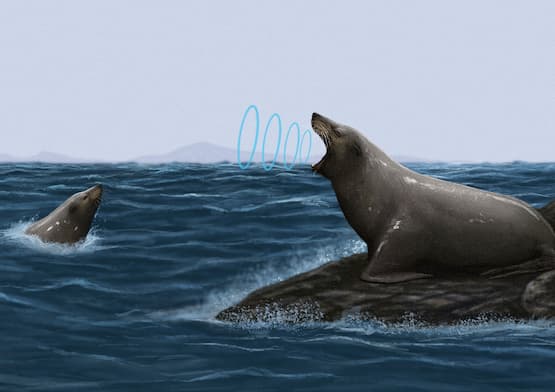 The earliest eared seals, the 10 million-year-old Pithanotaria starii, improved their amphibious hearing abilities. Their in-air hearing was especially acute. Credit: Jamie Bran