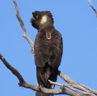 Male Carnaby’s cockatoo fitted with GPS tag.