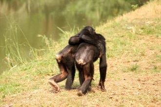 Two orphan juvenile bonobos