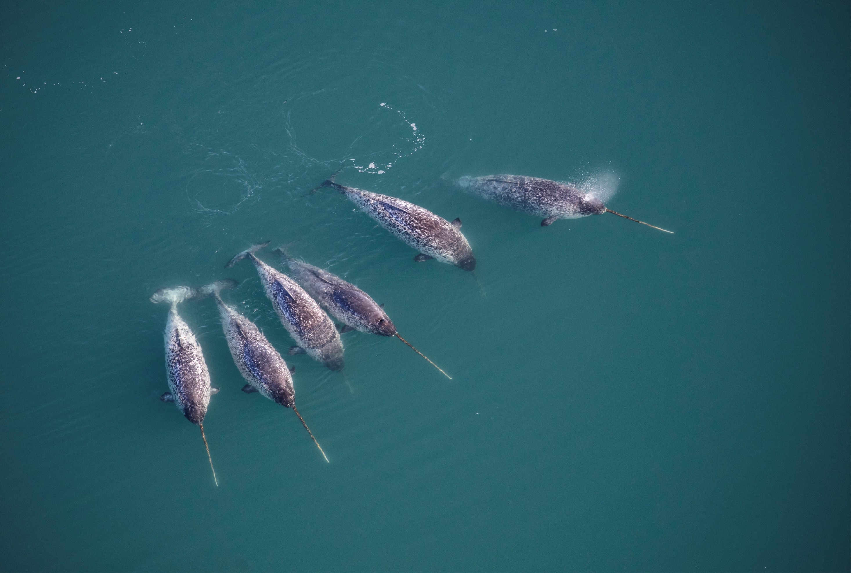 Narwhals with tusks swimming in North West Greenland. Credit: Carsten Egevang