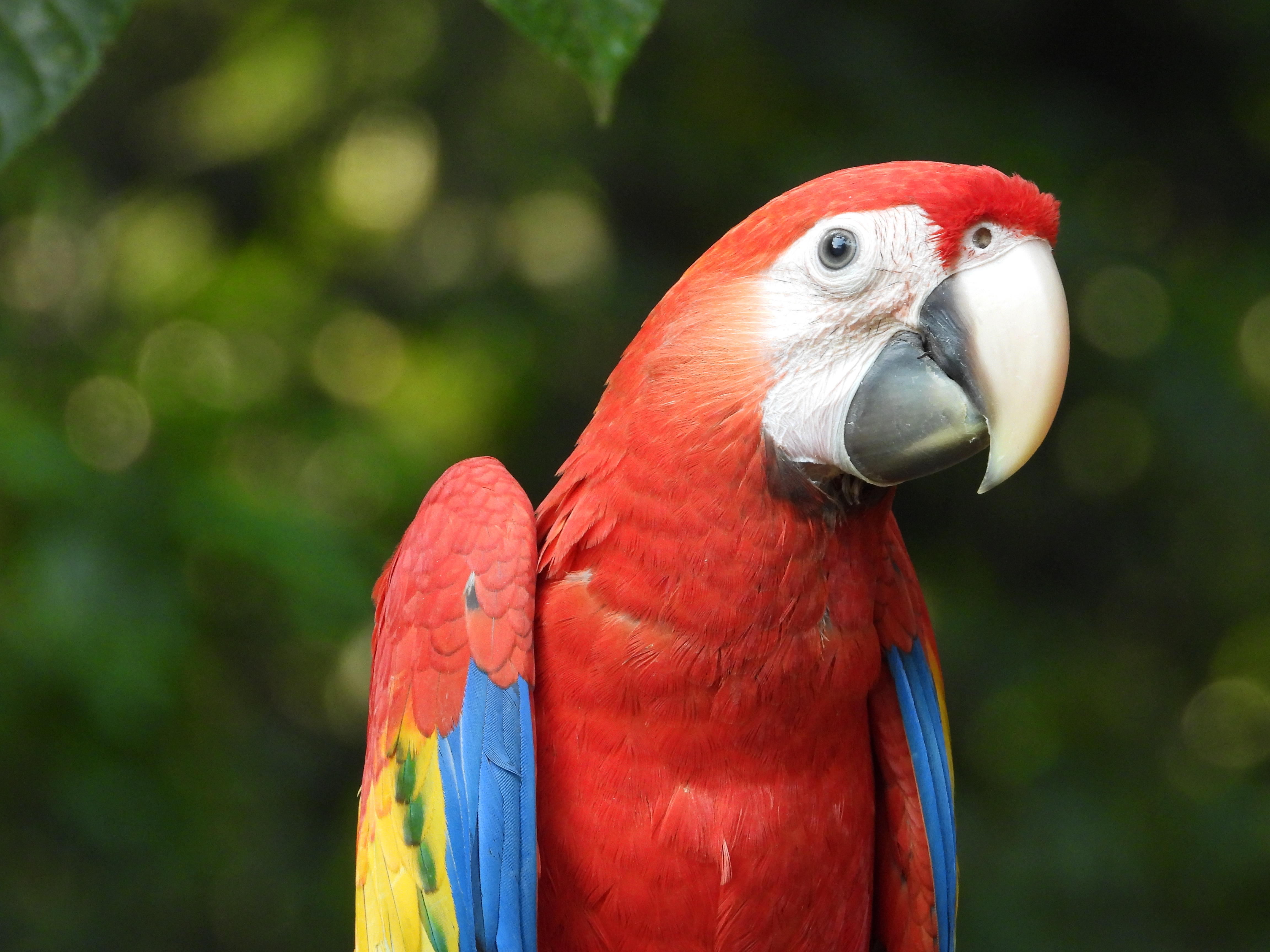 A Scarlet Macaw (Ara macao) chick safely reared in a natural nest. Photo: Rodrigo León Pérez