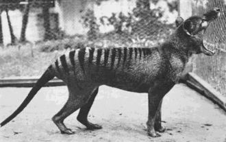 last thylacine