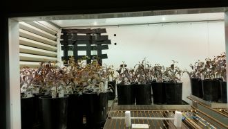 Flooded gum seedlings growing in growth cabinets in the lab.