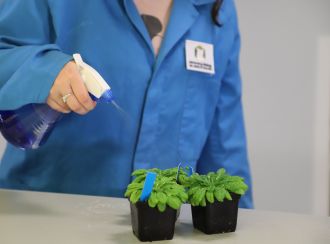 Arabidopsis plants being sprayed with water