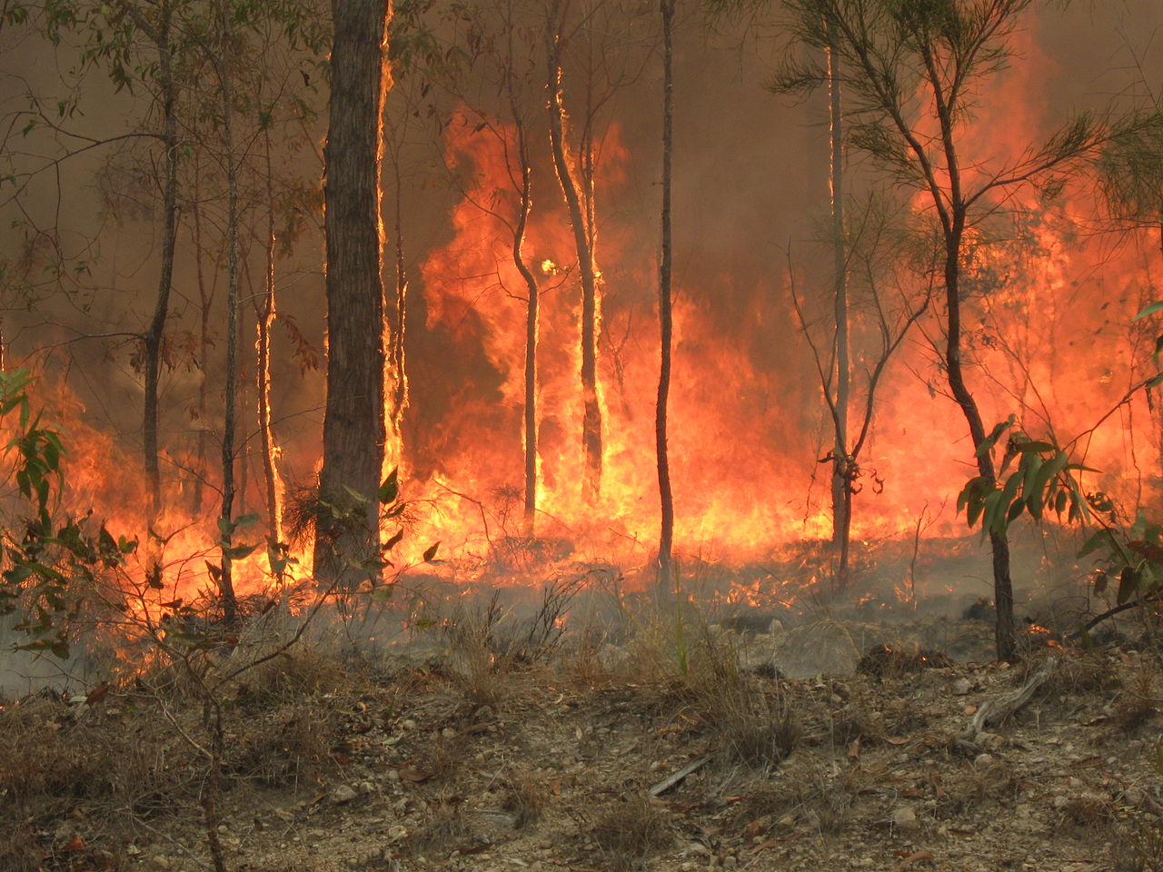 1280px-Bush_fire_at_Captain_Creek_central_Queensland_Australia By 80 trading 24 - Own work, CC BY-SA 3.0