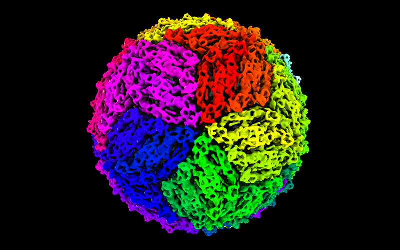 A 3D reconstruction of a chimeric viral particle. Proteins on the virus surface have been coloured using a rainbow gradient to represent the many possible viruses that could be presented using this system. This image, and all of the project’s visualisations, were developed by UQ’s Dr Daniel Watterson.
