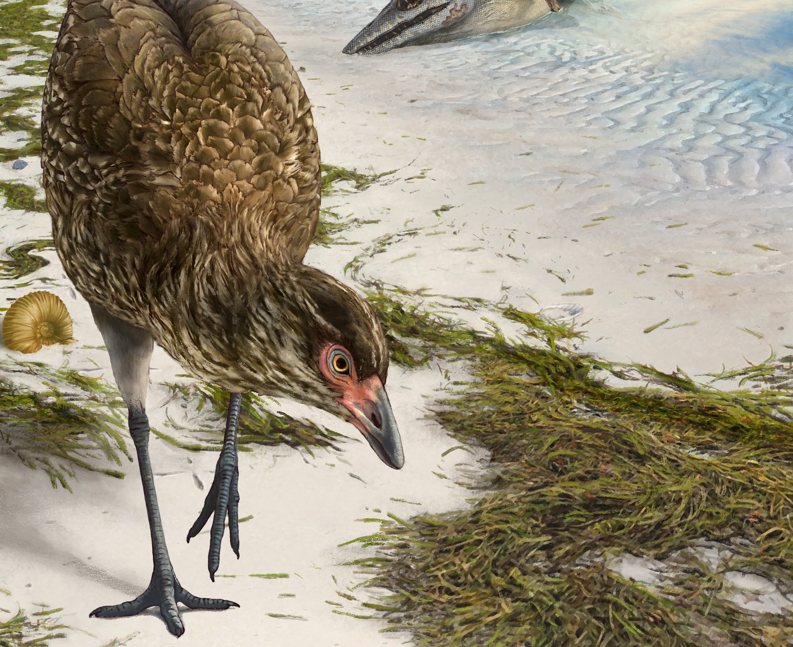 Wonderchicken ecosystem: Artist’s reconstruction of the world’s oldest modern bird, Asteriornis maastrichtensis, in its original environment. 66.7 million years ago parts of Belgium were covered by a shallow sea, and conditions were similar to modern tropical beaches like The Bahamas. Asteriornis lived at the end of the Age of Dinosaurs, a time when mosasaurs (giant marine reptiles) swam in the oceans, and Tyrannosaurus rex lived on land. Asteriornis had fairly long legs and may have prowled the tropical shoreline. Credit: Phillip Krzeminski