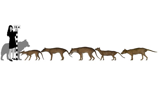(c) Douglass Rovinsky / Thylacine group scale.