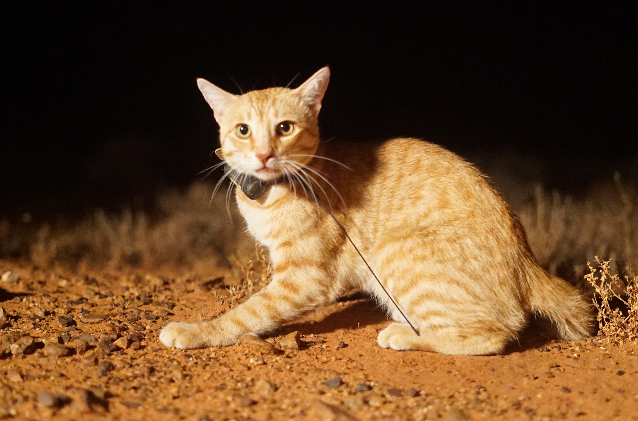 Feral cat wearing a tracking collar at Arid Recovery in South Australia. Copyright: Hugh McGregor